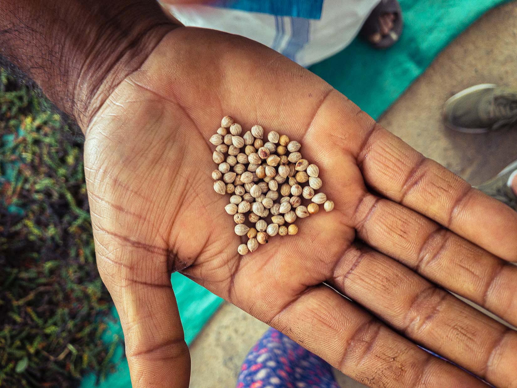 Un jardin de thé et des plantations de cardamome secrètement placés au cœur d’une végétation luxuriante en Inde du Sud