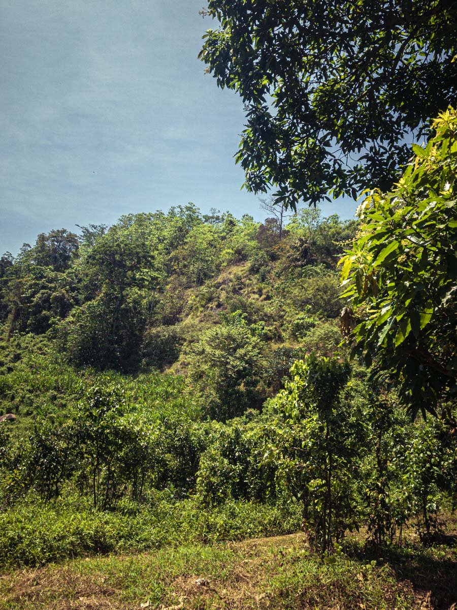 Der beste Ceylon-Zimt wächst auf einem Hügel inmitten unberührter Natur