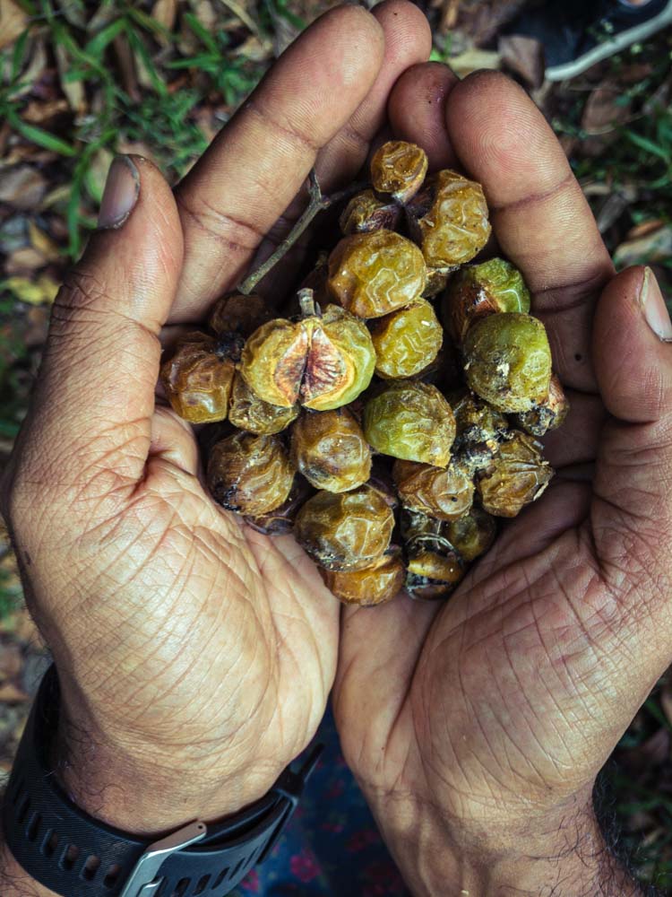 Ein Agroforstwirtschaftsmodell im Herzen des Regenwaldes in der Gebirgskette der Westghats in Karnataka