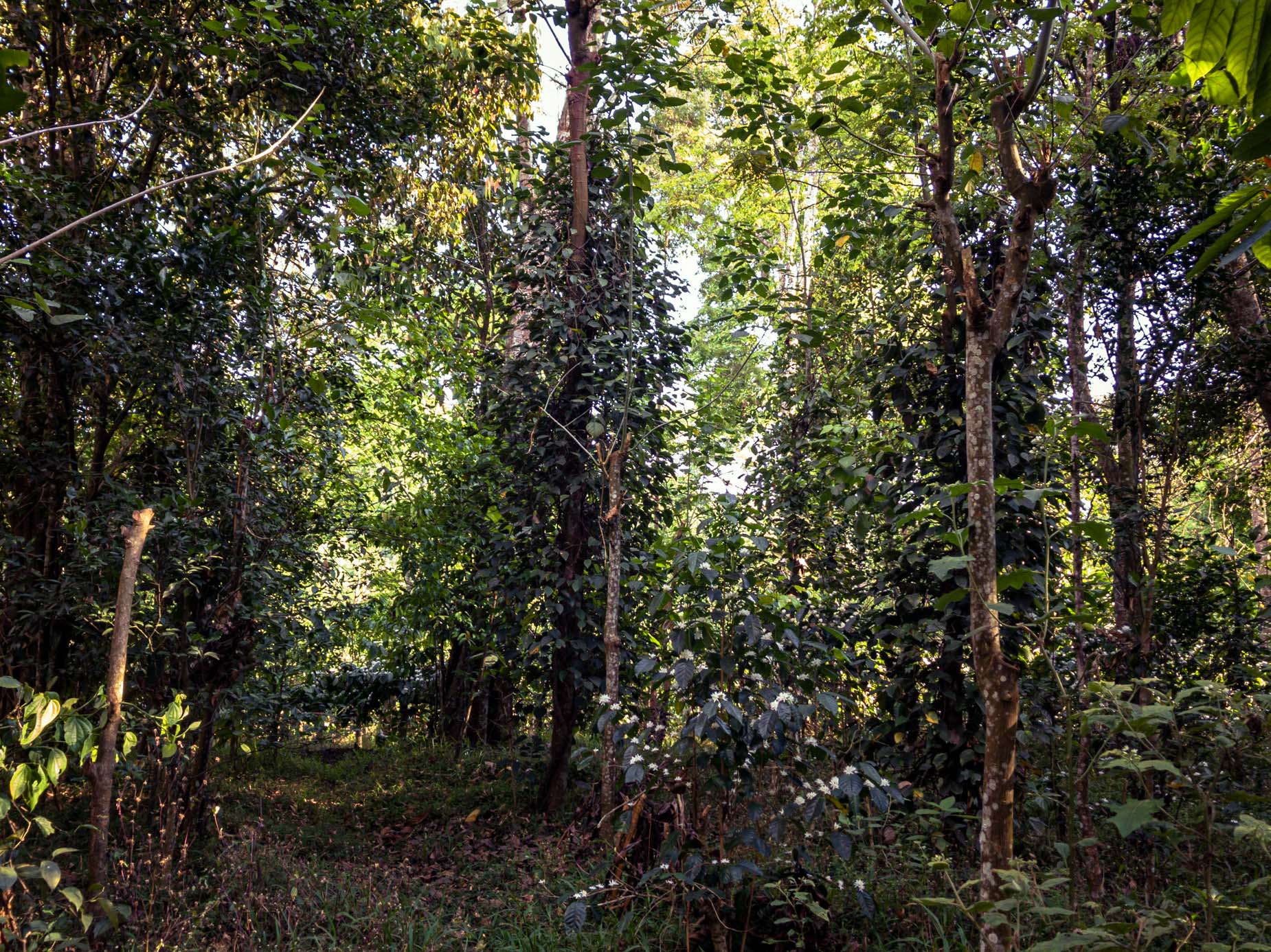 Ein Agroforstwirtschaftsmodell im Herzen des Regenwaldes in der Gebirgskette der Westghats in Karnataka