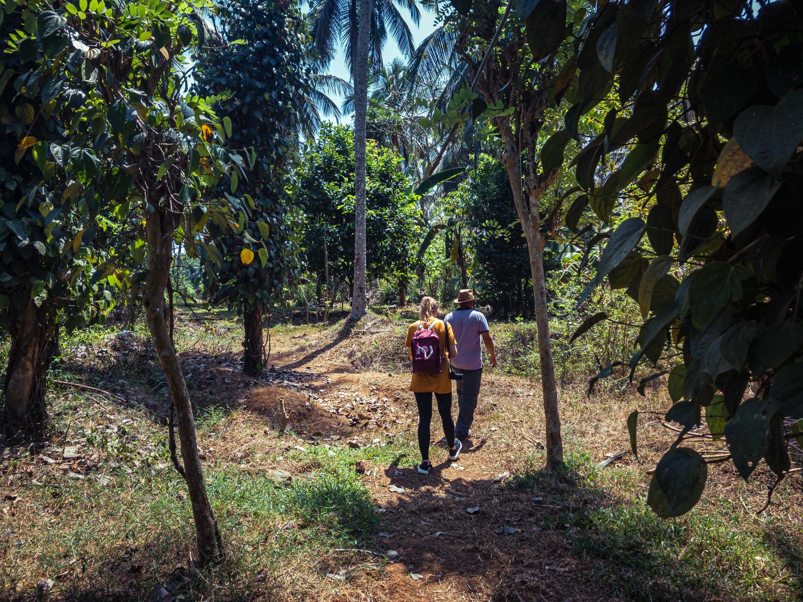 Gewürze, die mitten im Regenwald in Sri Lanka in Permakultur wachsen - ein Musterbeispiel für einen Waldgarten. Gewürze, die mitten im Regenwald in Sri Lanka in Permakultur wachsen - ein Musterbeispiel für einen Waldgarten.