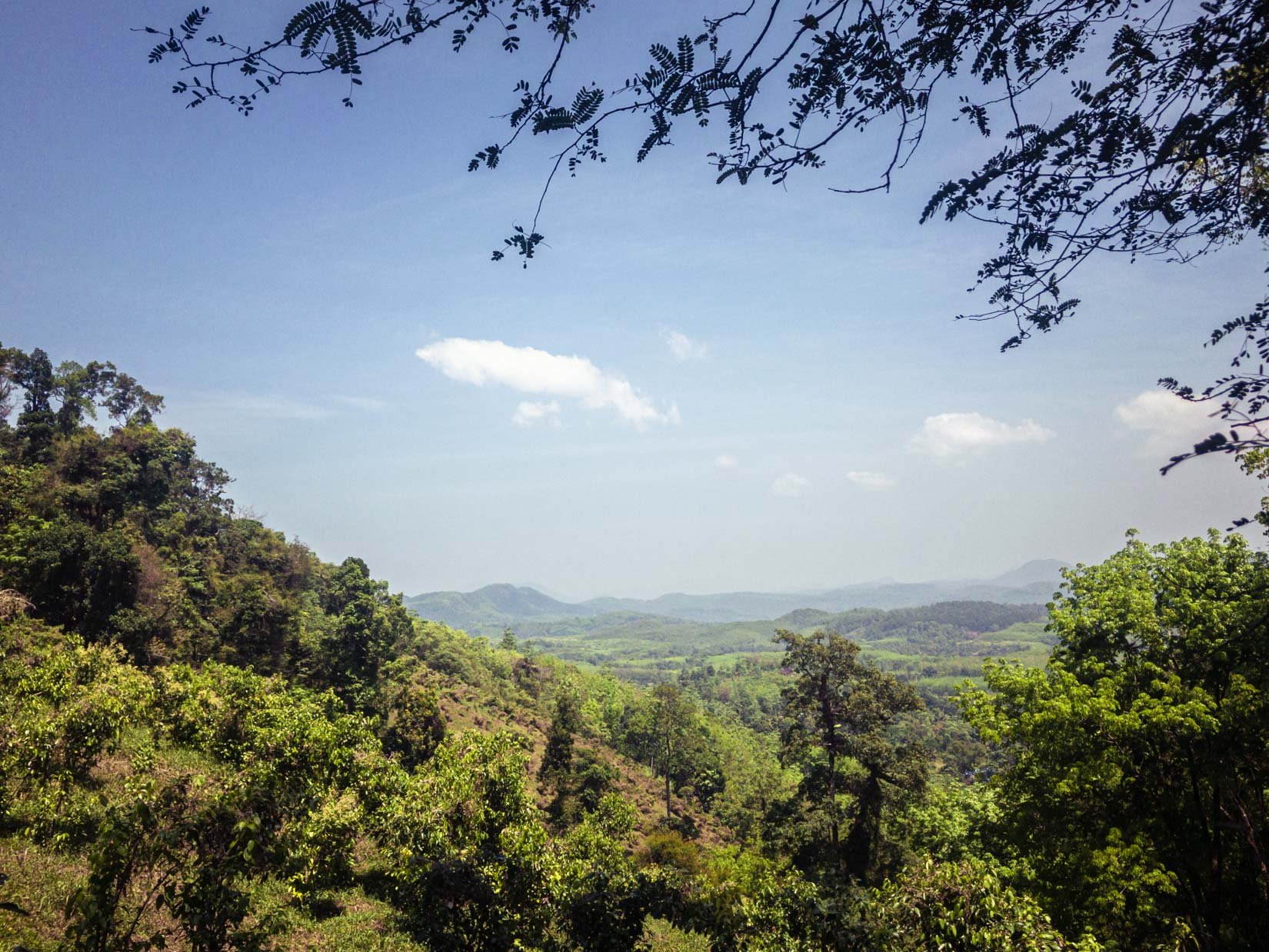Der beste Ceylon-Zimt wächst auf einem Hügel inmitten unberührter Natur