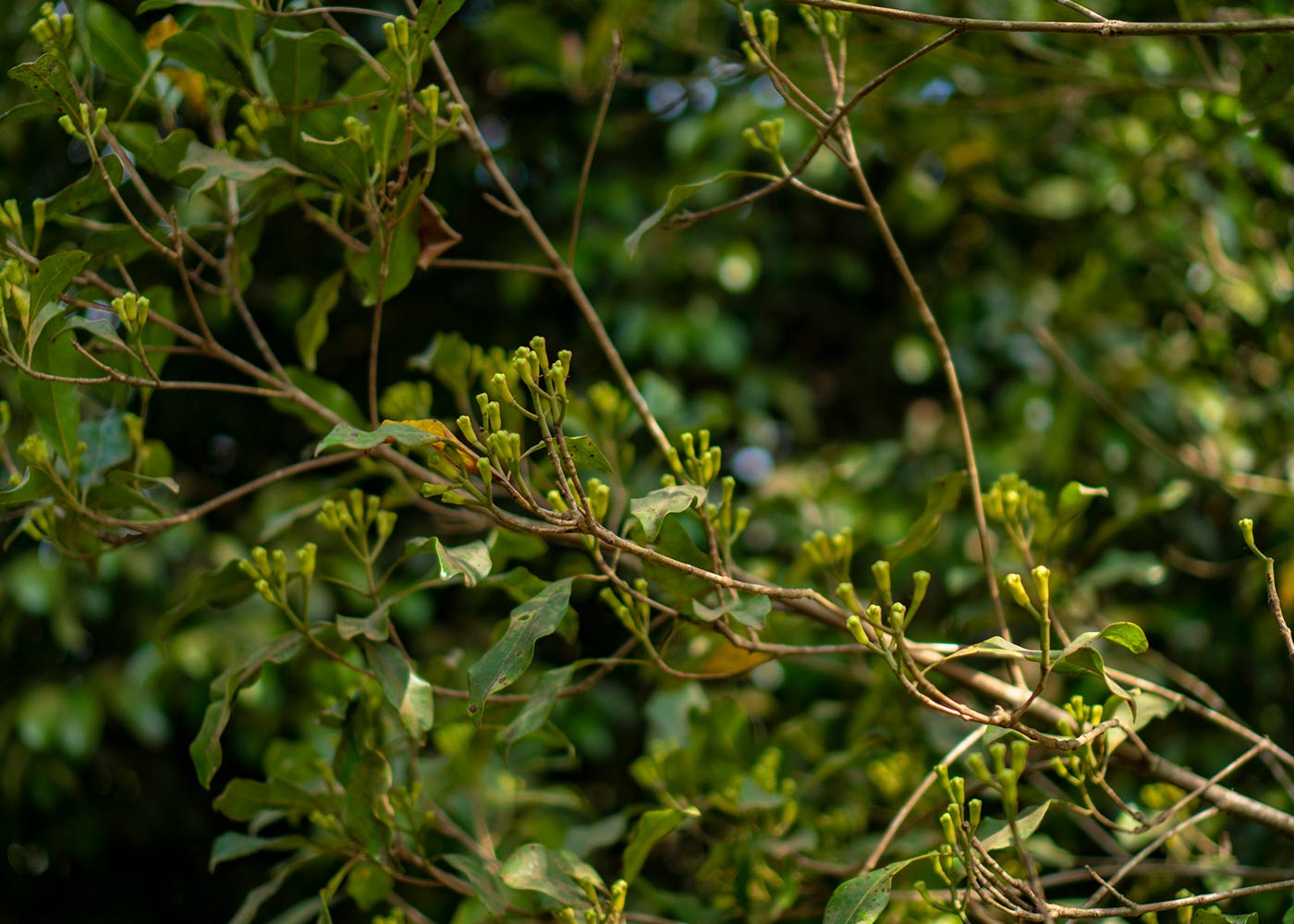 Les incroyables bienfaits des épices dans la cuisine de tous les jours Les incroyables bienfaits des épices dans la cuisine de tous les jours