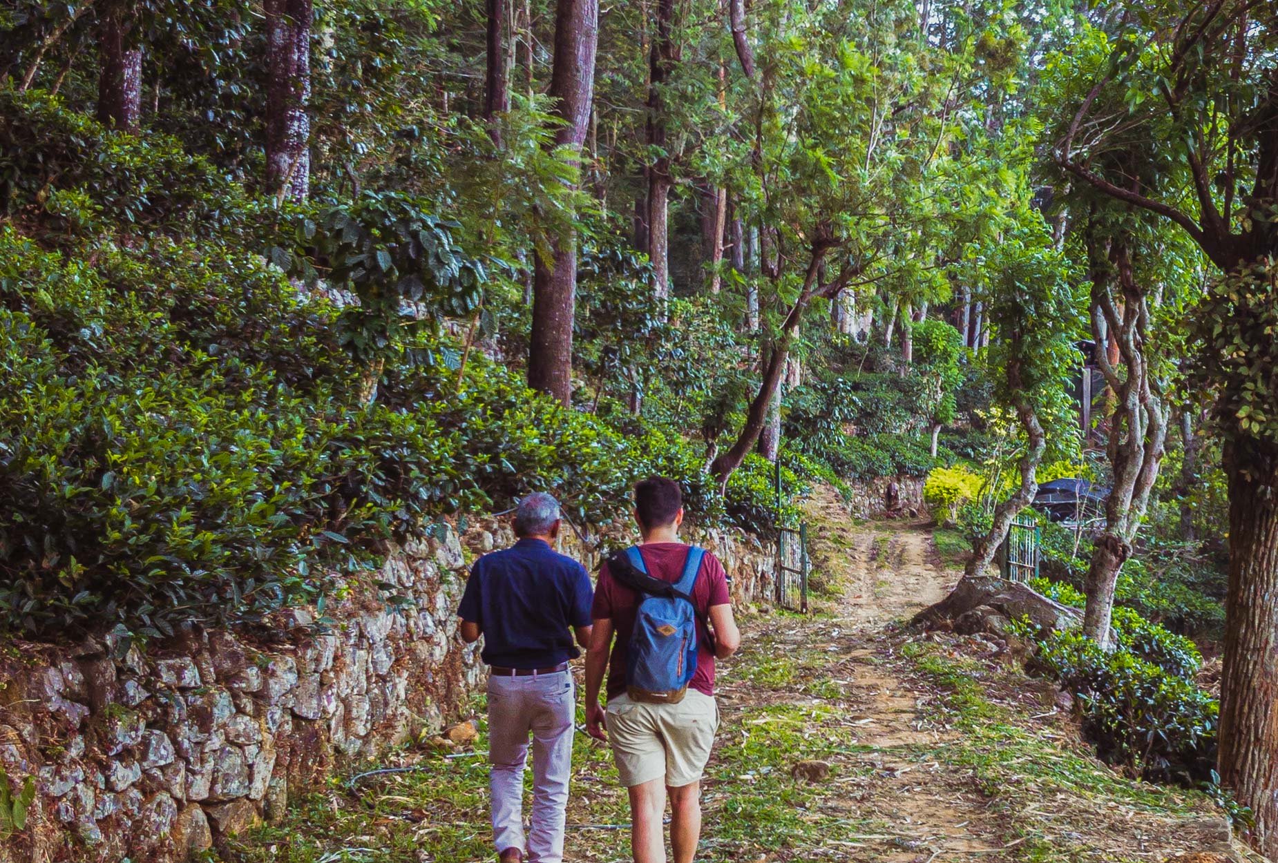 Mit dem Zug zwischen den nebligen Bergkämmen im Herzen der Berge in Sri Lanka - Besuch einer biodynamischen Teeplantage