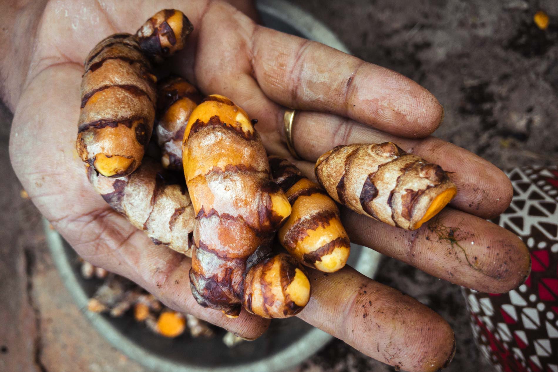 Un curcuma naturel dans les terres d’une immense forêt sèche au fin fond du Gujarat au nord-ouest de l’Inde