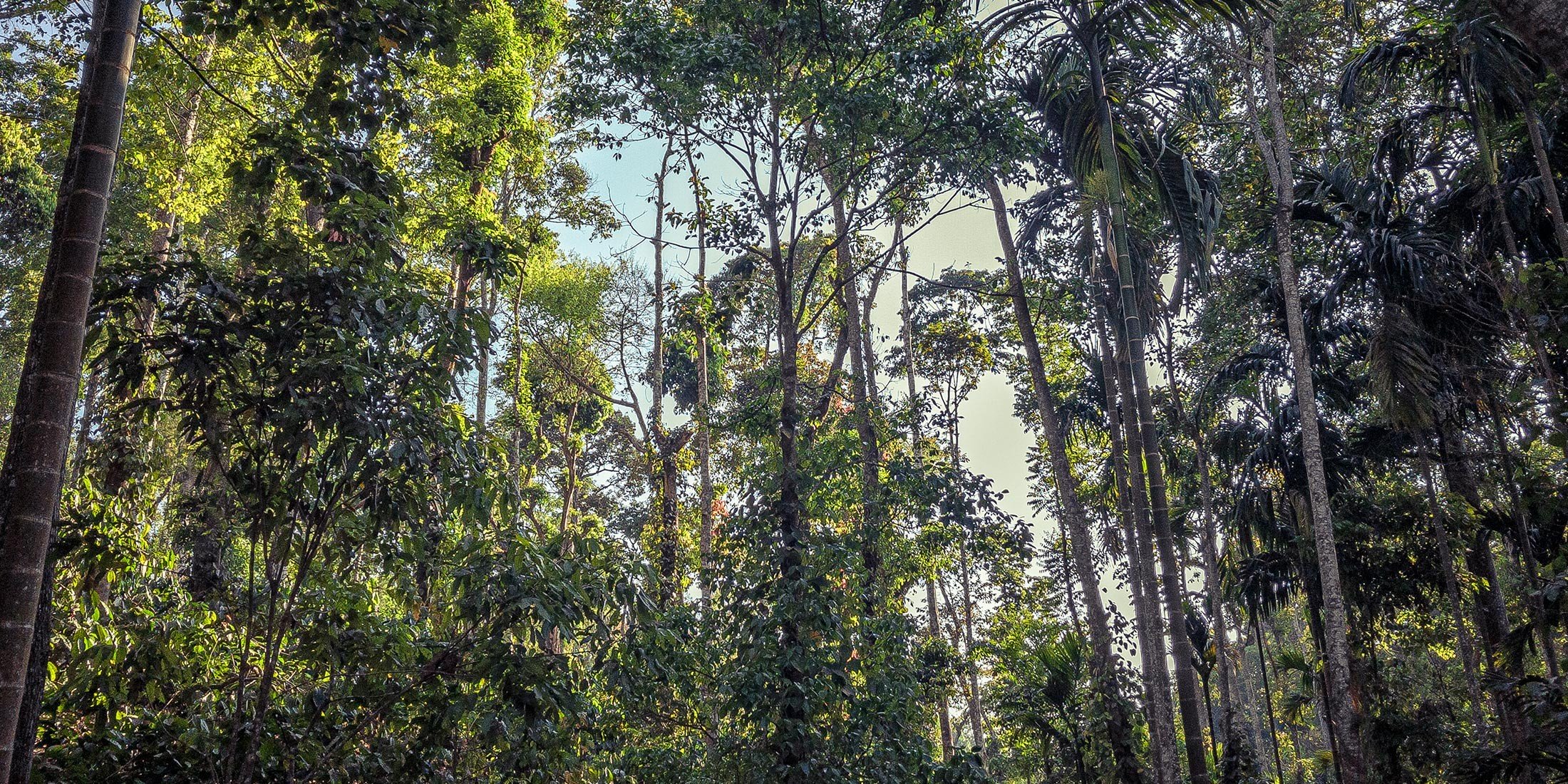 Ein Agroforstwirtschaftsmodell im Herzen des Regenwaldes in der Gebirgskette der Westghats in Karnataka