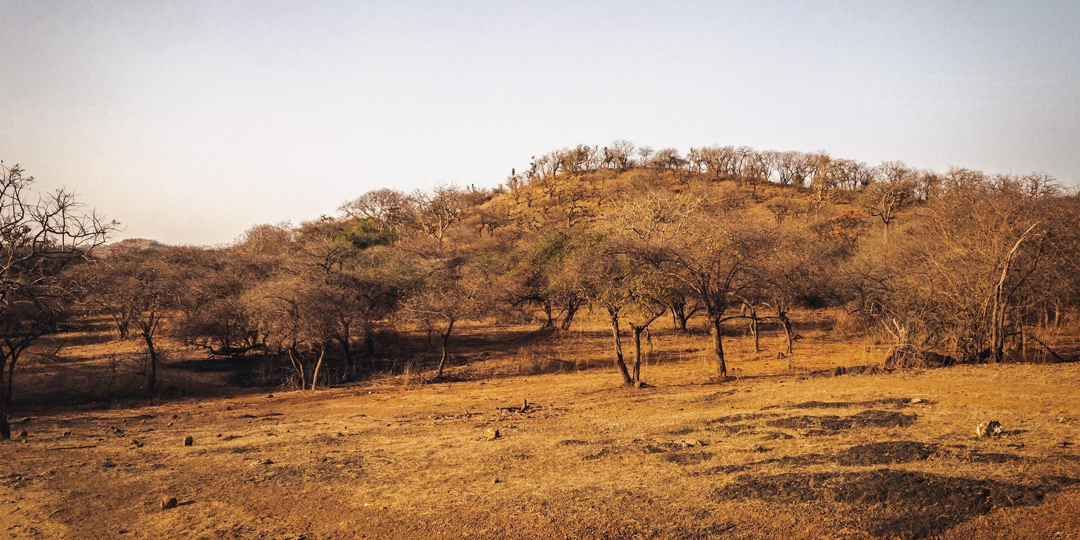 Eine natürliche Kurkuma auf dem Gebiet eines riesigen Trockenwaldes im tiefsten Gujarat im Nordwesten Indiens