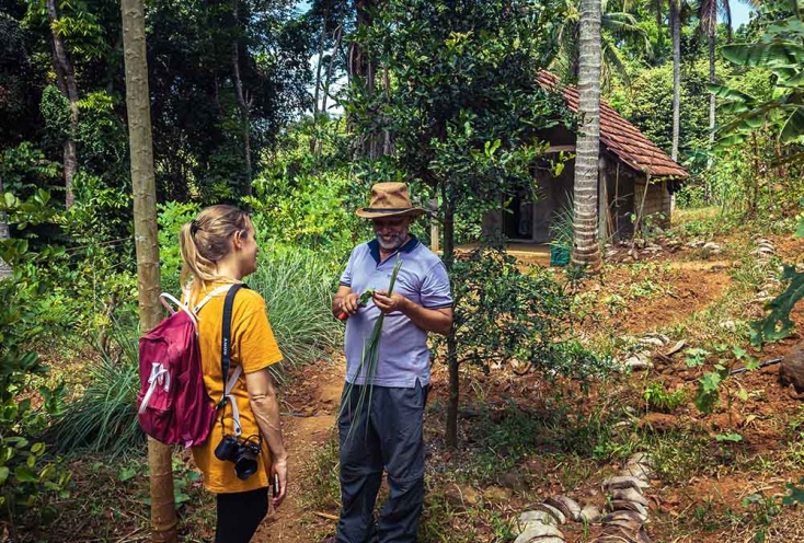 Gewürze, die mitten im Regenwald in Sri Lanka in Permakultur wachsen - ein Musterbeispiel für einen Waldgarten.