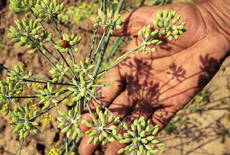 Ein inspirierendes Familienanwesen mit natürlicher Landwirtschaft in der Umgebung von Ahmedabad in Gujarat im Nordwesten Indiens