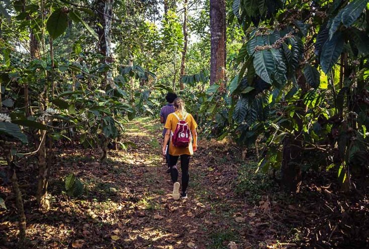Ein Agroforstwirtschaftsmodell im Herzen des Regenwaldes in der Gebirgskette der Westghats in Karnataka