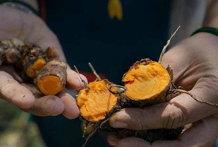 Eine natürliche Kurkuma auf dem Gebiet eines riesigen Trockenwaldes im tiefsten Gujarat im Nordwesten Indiens