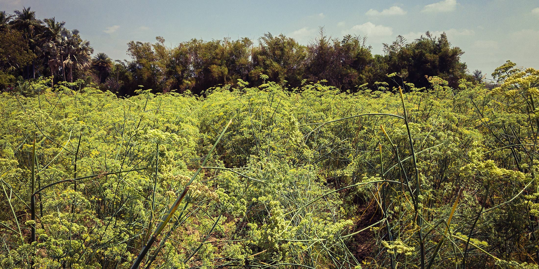 Un domaine familial inspirant en agriculture naturelle dans les environs d’Ahmedabad au Gujarat au nord-ouest de l’Inde Un domaine familial inspirant en agriculture naturelle dans les environs d’Ahmedabad au Gujarat au nord-ouest de l’Inde