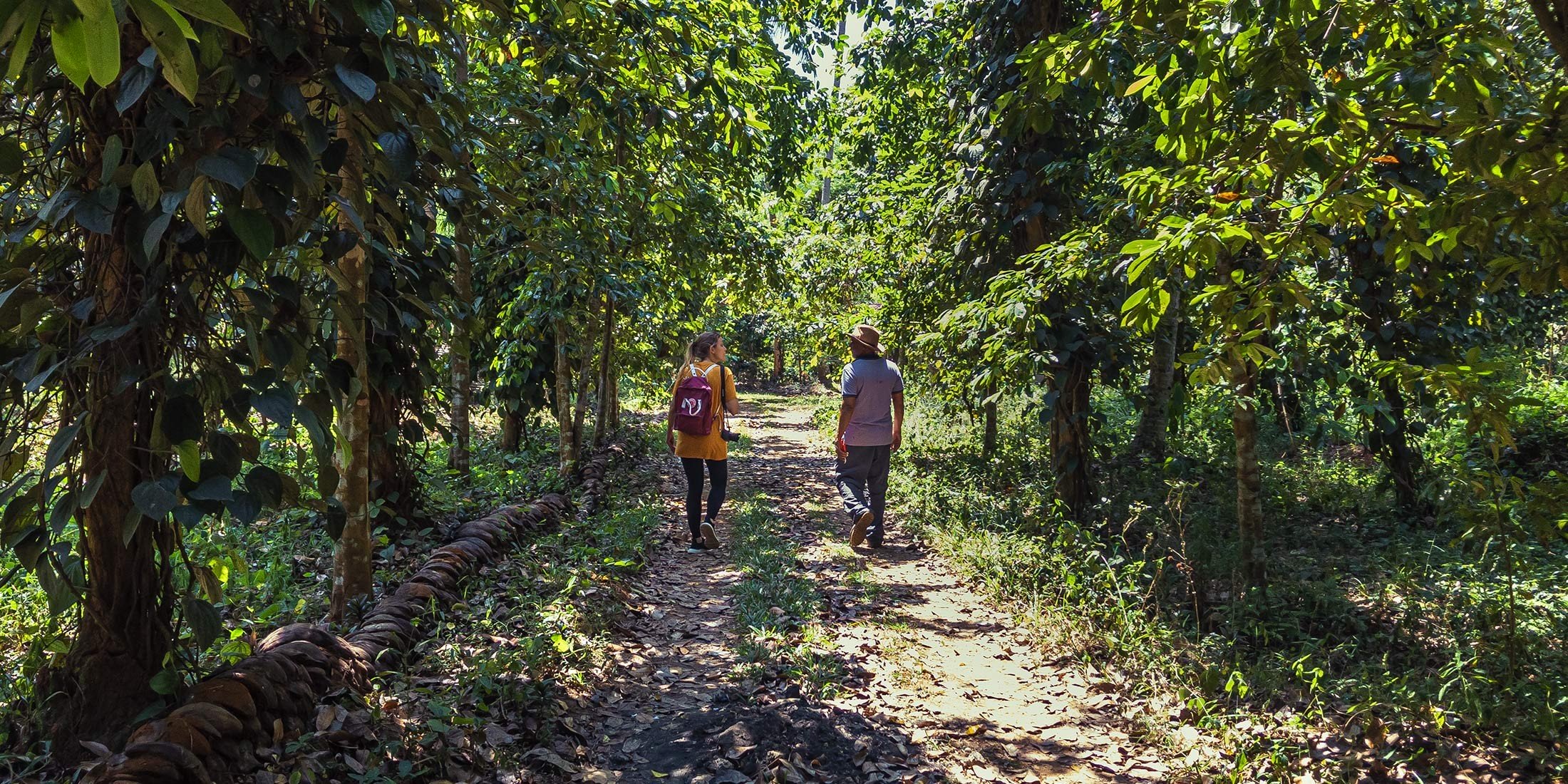 Des épices qui poussent en pleine forêt tropicale en permaculture au Sri Lanka, un véritable modèle de forêt-jardin Des épices qui poussent en pleine forêt tropicale en permaculture au Sri Lanka, un véritable modèle de forêt-jardin